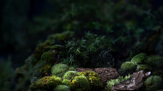 moss