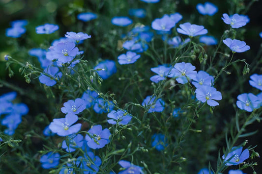 Annual plant