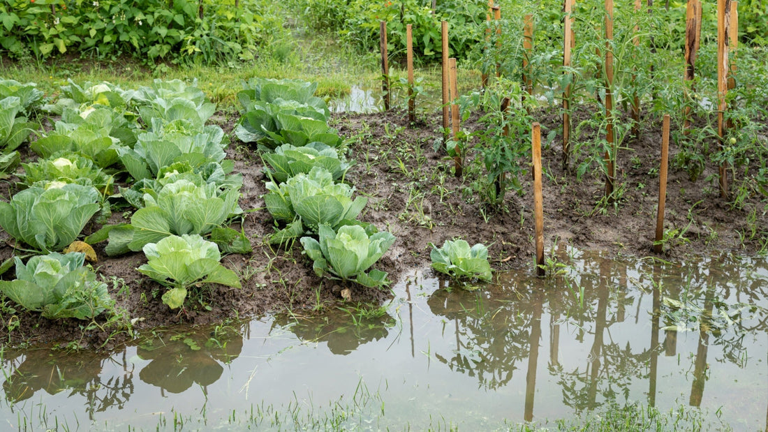 Garden Plants From Storms