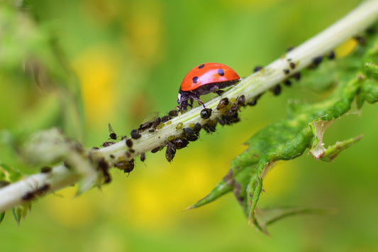 Natural Pest Predators in Action