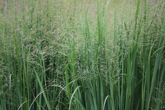 Panicgrass: A Guide to Lush Ornamental Grasses