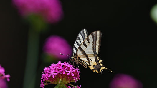 Butterfly on a flower