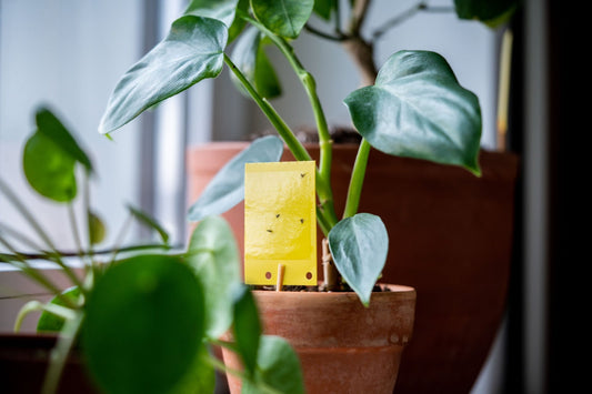 Gnats Invading Your Plants