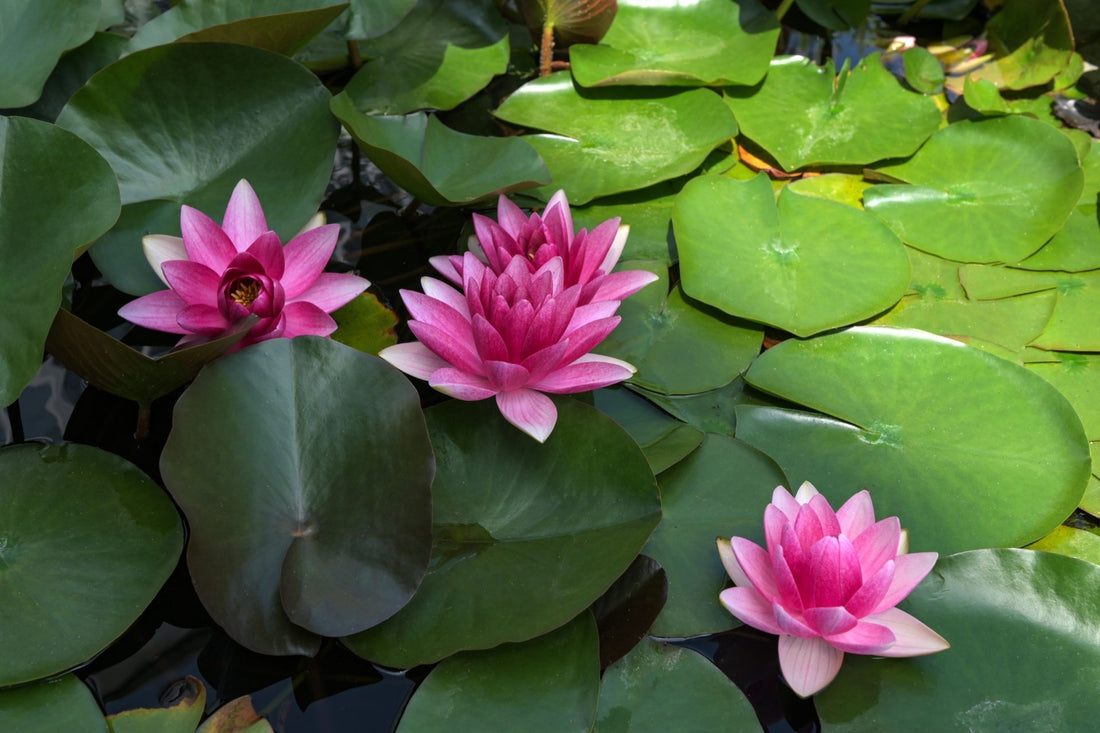 How Pond Perennials Enhance Beauty and Balance