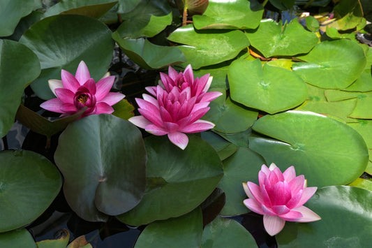 How Pond Perennials Enhance Beauty and Balance