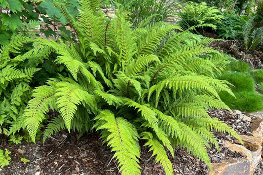 Best-Selling Ferns for Lush Gardens