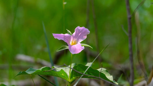 Pink Trillium