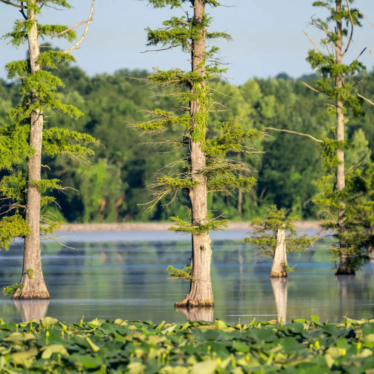 How to Select Long-Lasting Trees for Tennessee Landscapes – Tennessee ...