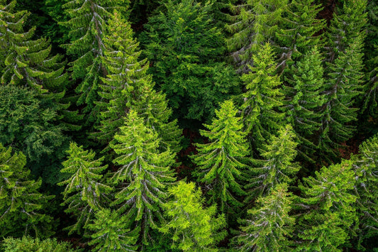 Best Evergreen Trees for Zone 6