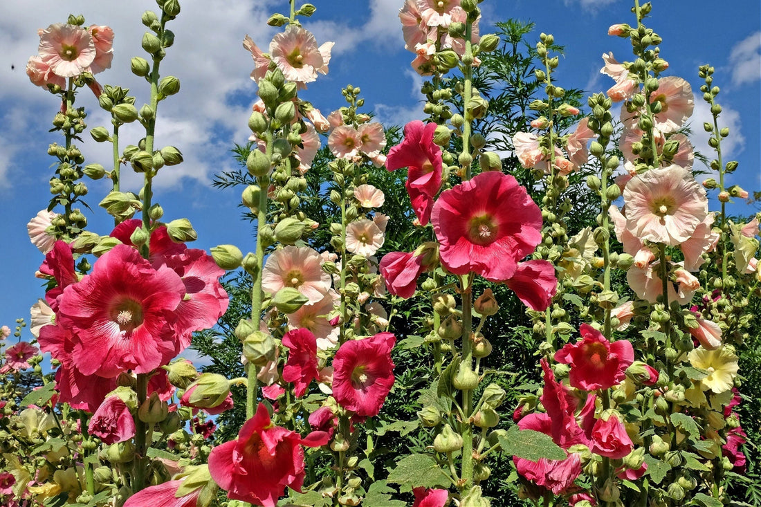 hollyhocks