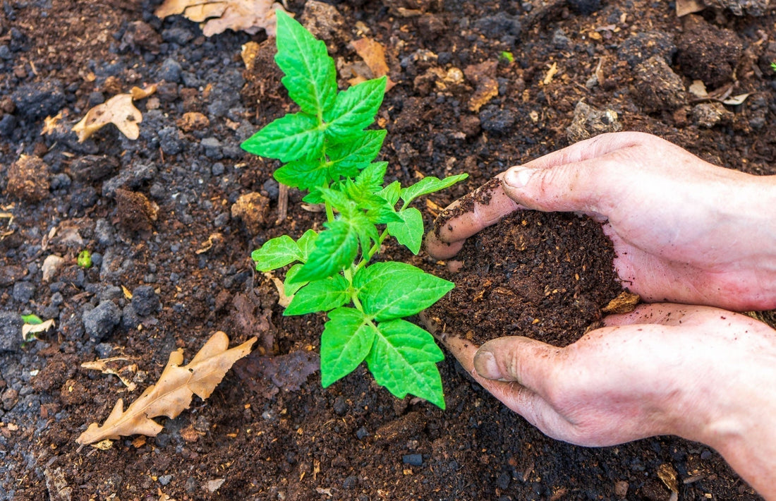 Growing a Sustainable Future for Vegetables