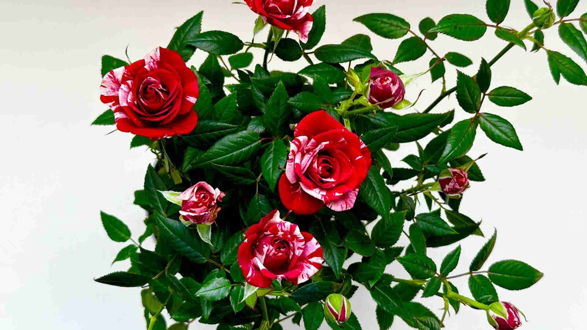 Information about Roses