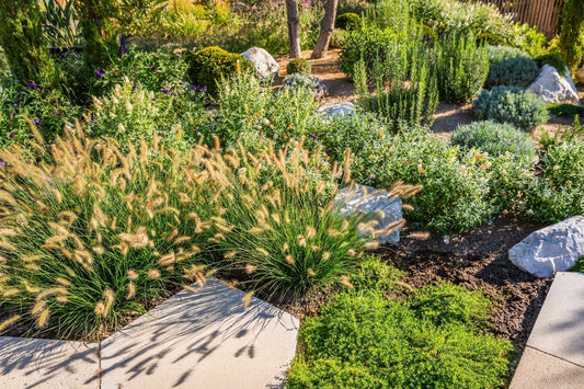 10 Drought-Hardy Perennials You Can Trust
