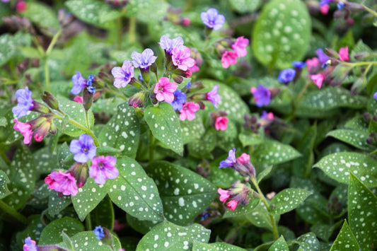 Perennials For Shaded Areas