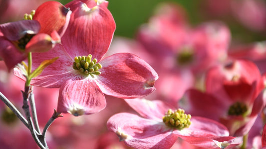 Pink Cherokee Princess Dogwood Tree