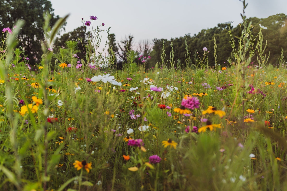 Transform Your Lawn into a Wildflower Haven