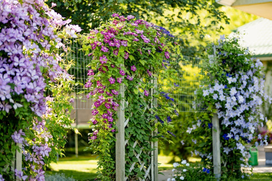 clematis