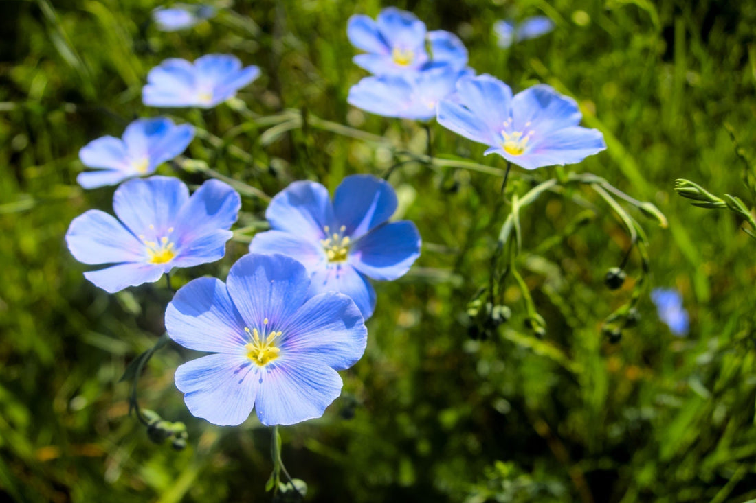 Perfect Perennials That Thrive in Your Zone