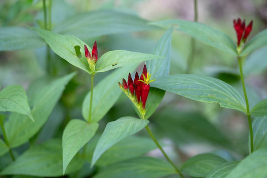 The Indian Pink: A Unique Wildflower