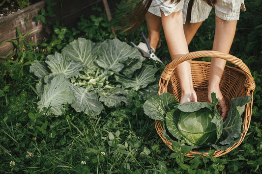 Sustainable Homesteading