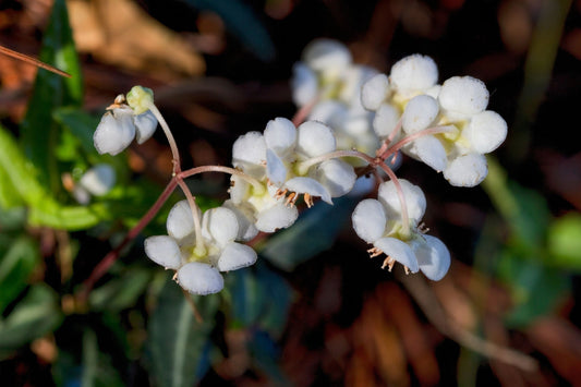 The Spotted Wintergreen Plant