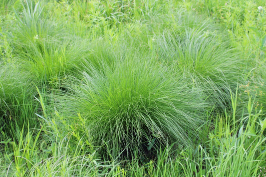 Prairie Dropseed: Native Ornamental Grass