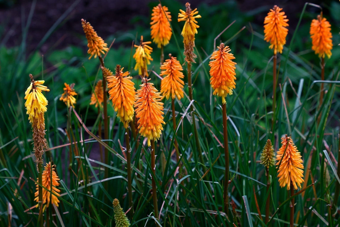 Perennials For Zone 5