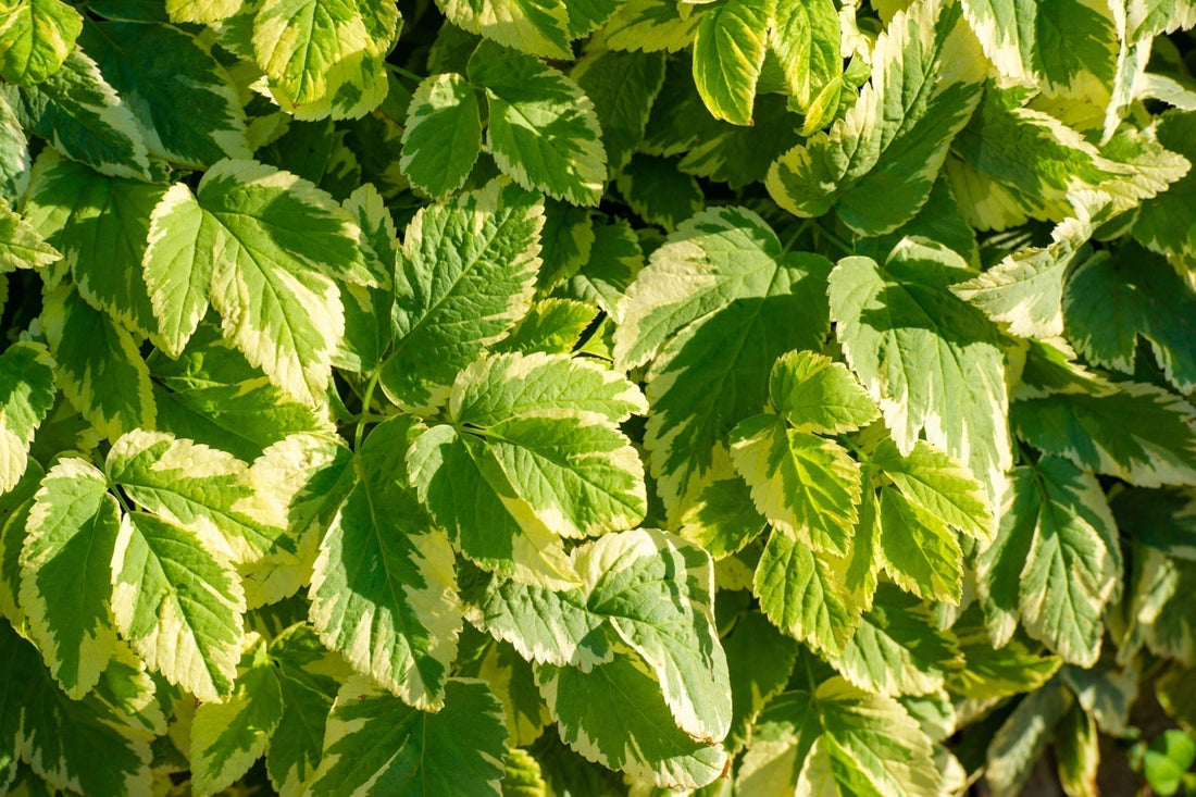 Revitalize Shade with Variegated Bishop’s Weed