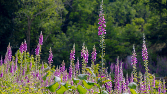 purple flower garden