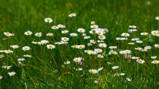 Daisies