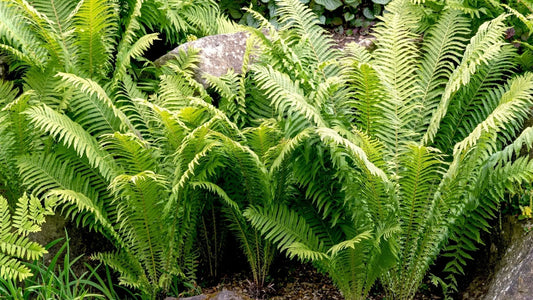 fern garden