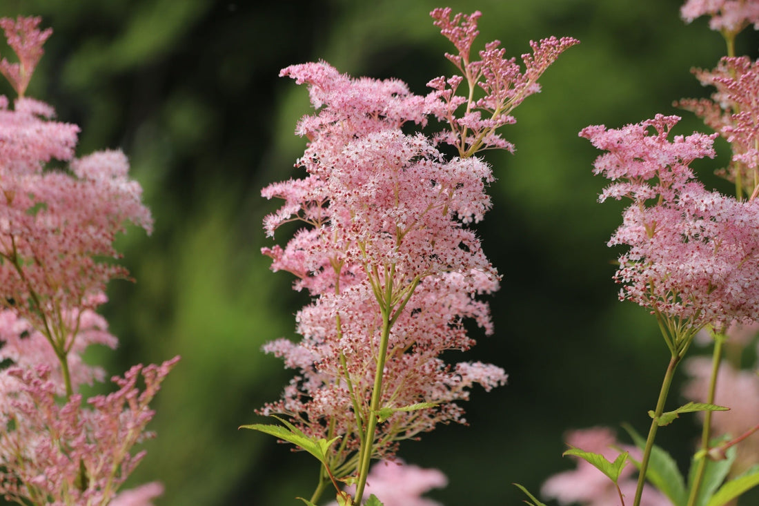 Queen of the Prairie: Easy-Care Pink Blooms