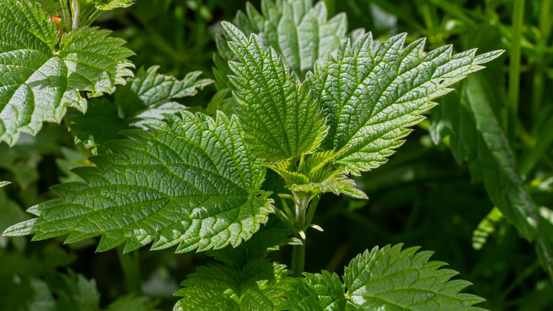 Stinging Nettles