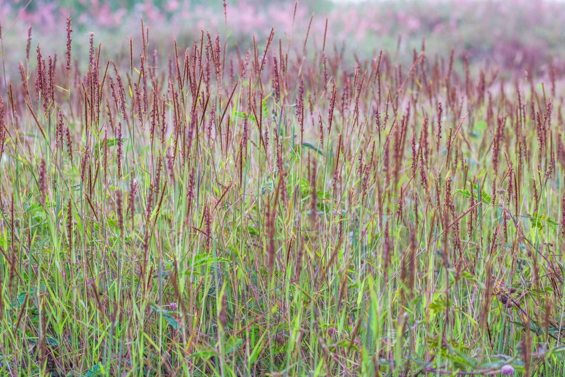 Big Bluestem: America’s Tallest Prairie Grass
