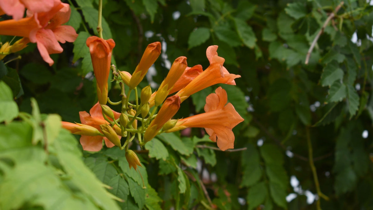 Adding Color with Trumpet Vine – Tennessee Wholesale Nursery
