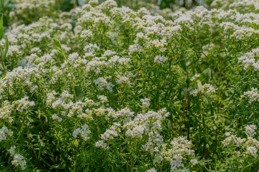 Mountain Mint: A Vibrant, Low-Maintenance Herb