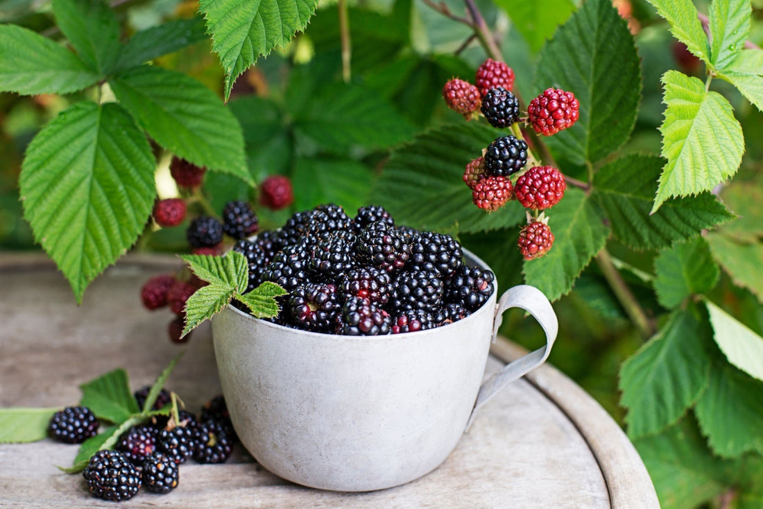 Cultivating Edible Perennials