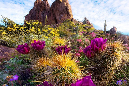 Desert Landscape Ideas for a Stunning and Sustainable Yard