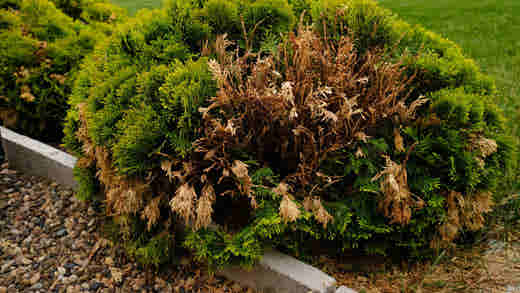 How to Bring Shrubs Back to Life: Reviving Your Dead or Dying Plants