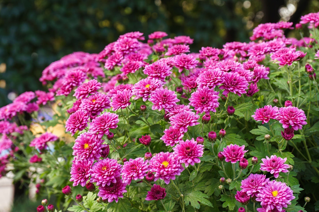 Chrysanthemums