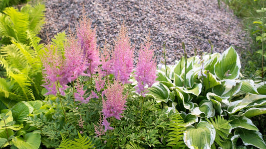 Perennials