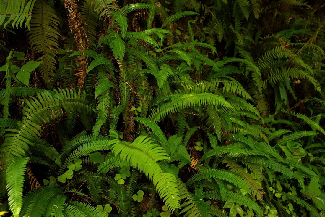 Native Ferns for Lush Landscaping