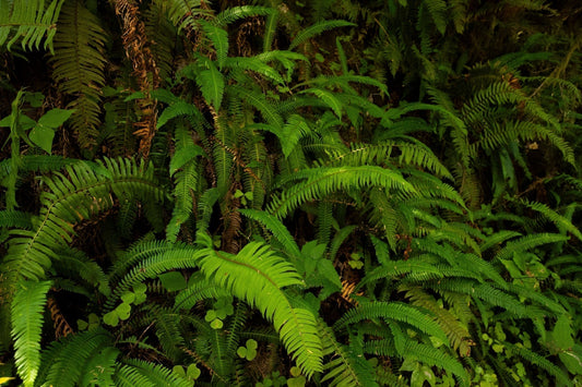 Native Ferns for Lush Landscaping
