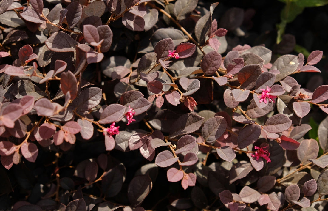 The Lasting Allure of Low-Growing Perennials