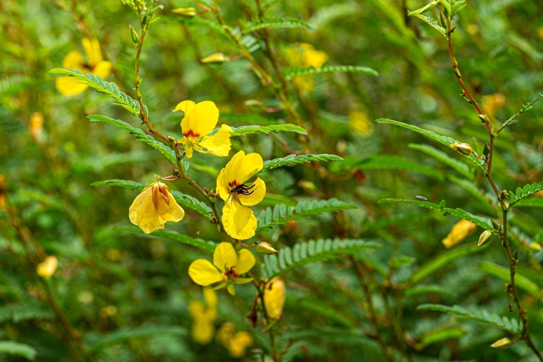Partridge Pea: A Pollinator’s Delight