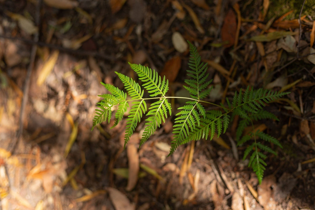 Hidden Gems: Native Perennials Revived