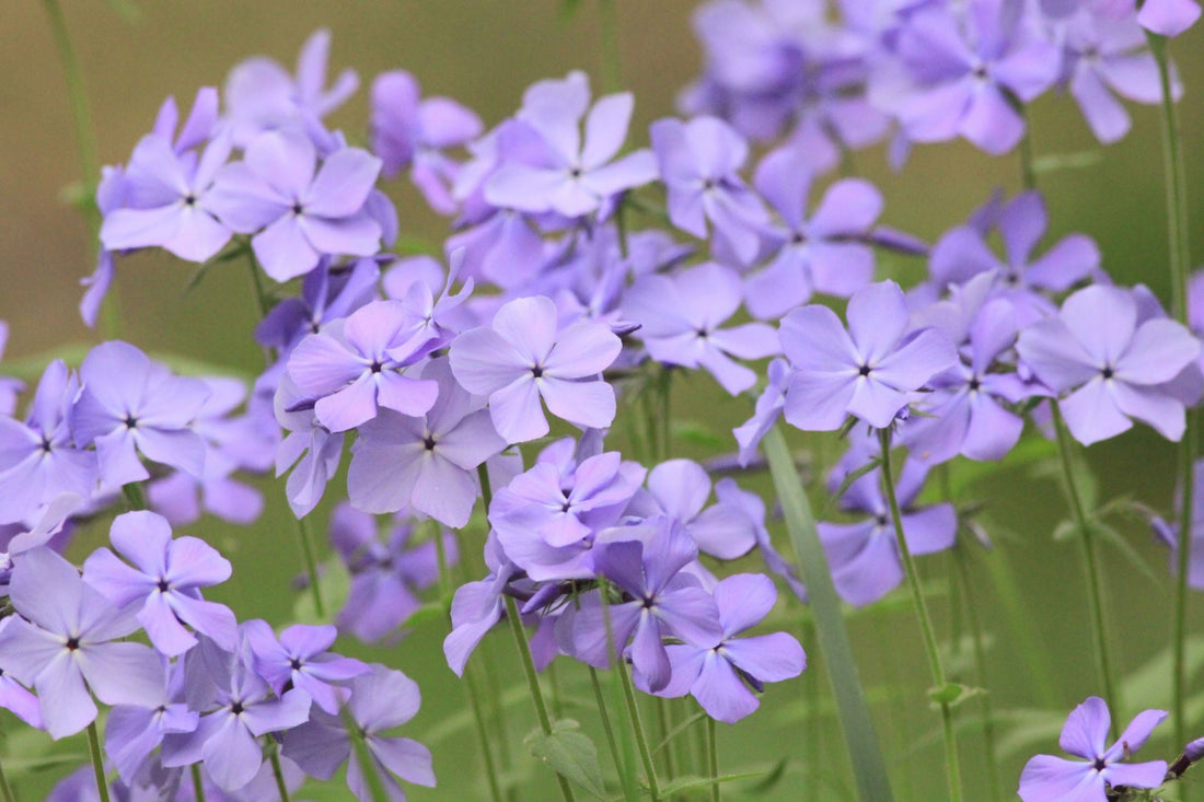 Perennials For Zone 6