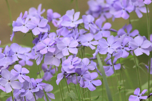 Perennials For Zone 6