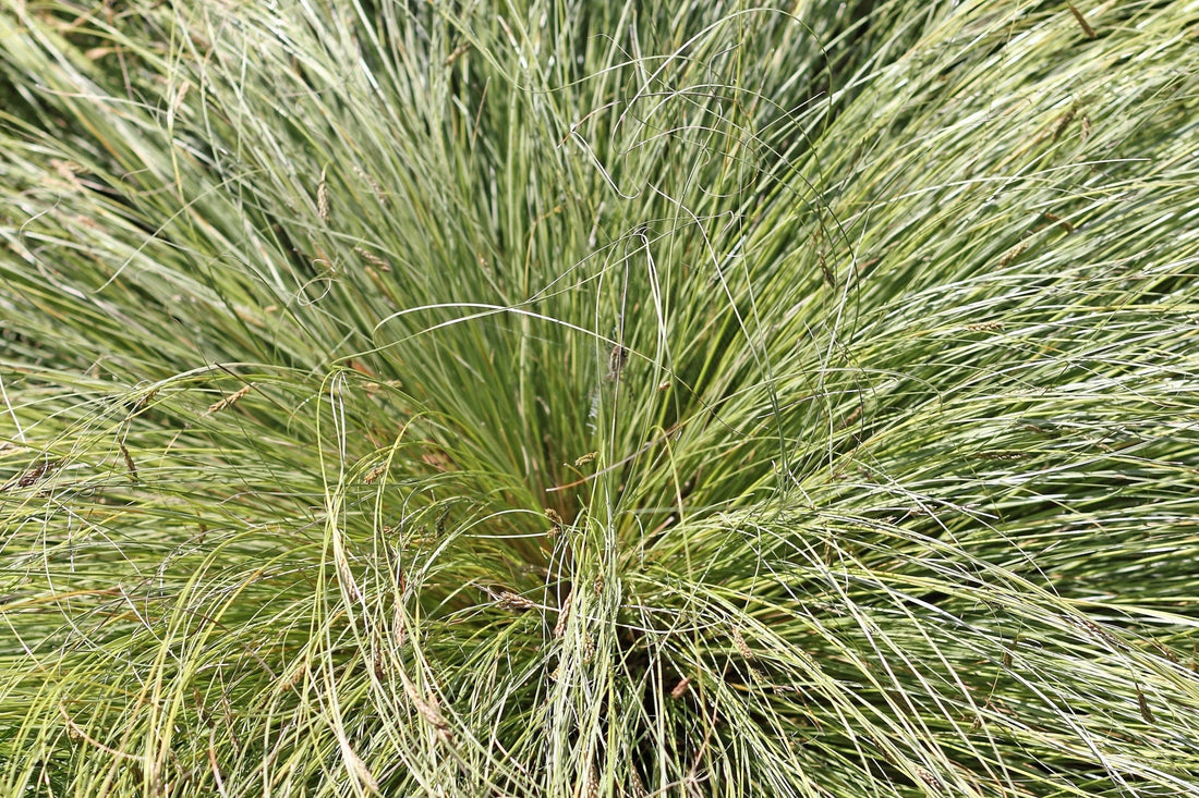 Mountain Sedge: Hardy Ornamental Grass