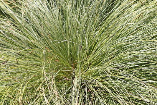 Mountain Sedge: Hardy Ornamental Grass